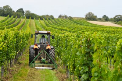 Papier peint  Vin travaille avec tracteur dans le vignoble