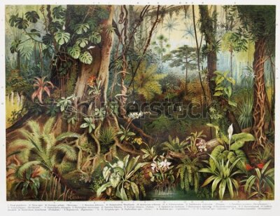 Papier peint  Vintage drawing of tropical forest plants from the beginning of 20th century period - Picture from Meyers Lexicon books collection (written in German language) published in 1908, Germany.
