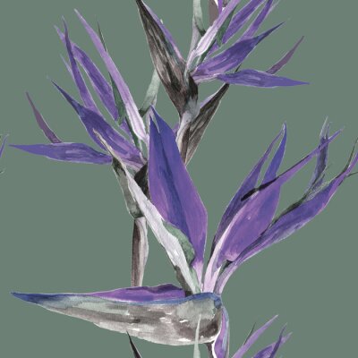 Papier peint  Violet strelitzia flowers watercolor on green grey background seamless pattern for all prints.