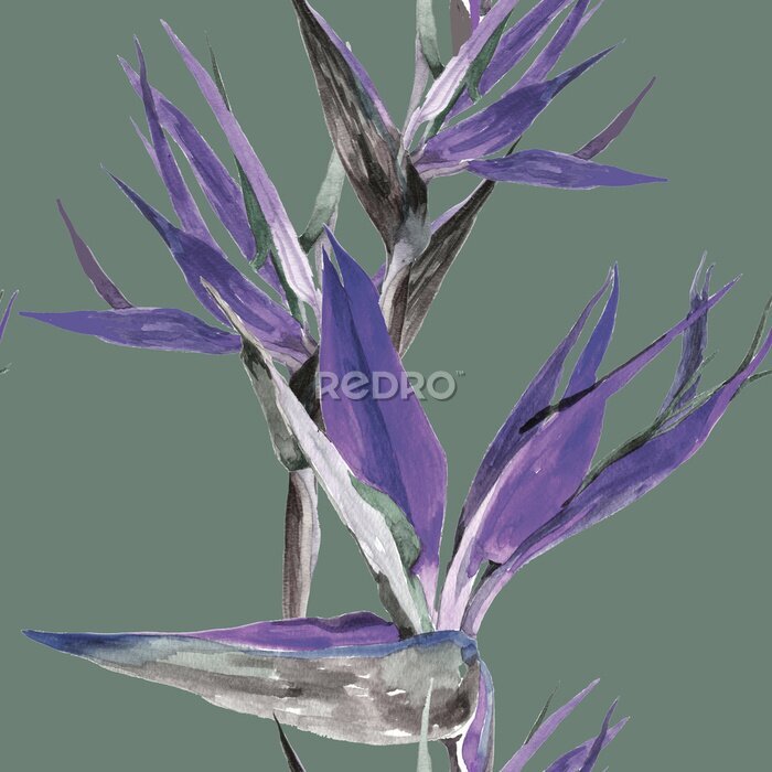 Papier peint  Violet strelitzia flowers watercolor on green grey background seamless pattern for all prints.