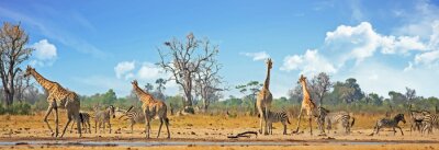 Papier peint  Vista africain typique avec zèbre et girafe autour d'un point d'eau avec un fond naturel de bushveld. Parc national de Hwange, Zimbabwe..Heat Haze est visible