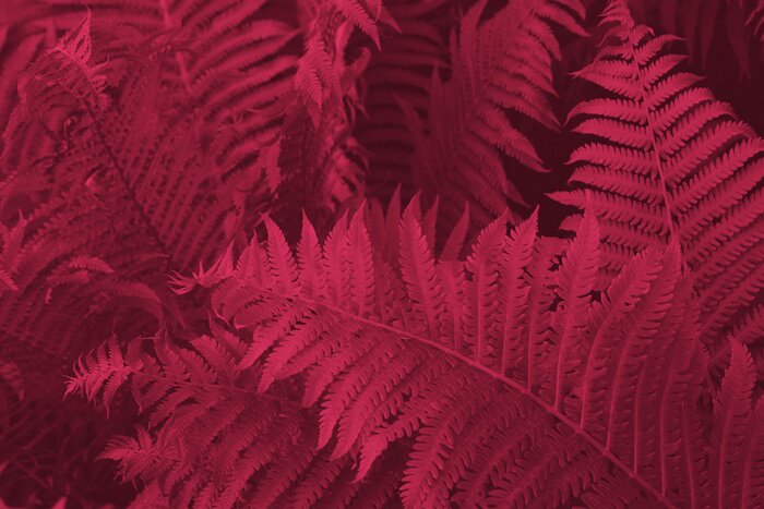 Papier peint  Viva Magenta beautiful view of fern plant in monochrome color. Forest Viva Magenta colored fern plants. Trendy color 2023