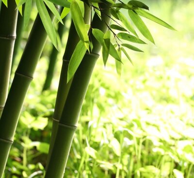Vive la forêt de bambou vert