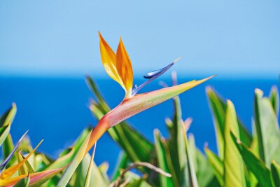 Papier peint  Vivid flower of Bird of Paradise or Strelitzia Reginae among leaves