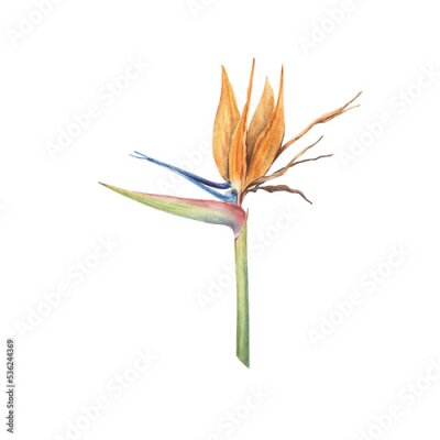 Papier peint  Vivid Strelitzia flower watercolor illustration