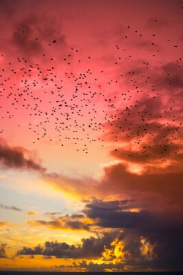 Papier peint  Volée d'oiseaux au coucher du soleil
