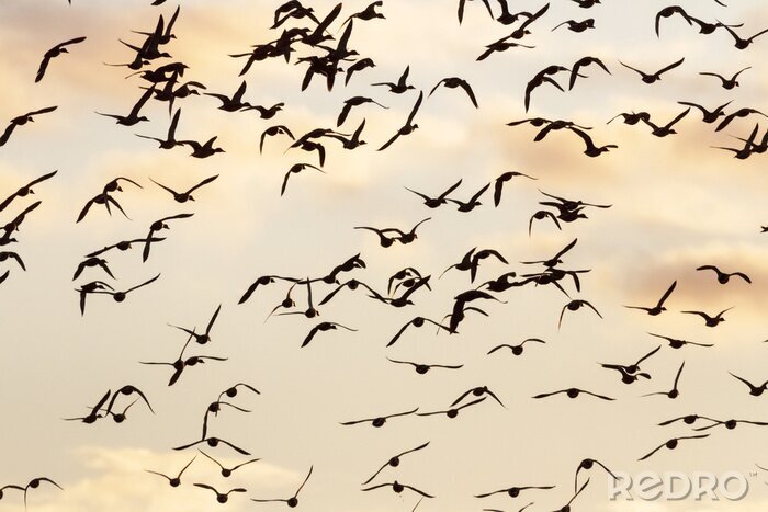 Papier peint  Volée d'oiseaux avec le ciel en arrière-plan