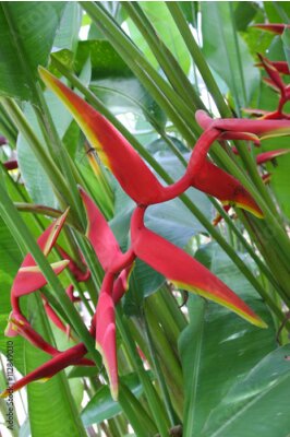 Papier peint  Voler, colibri, Strelitzia, fleur
