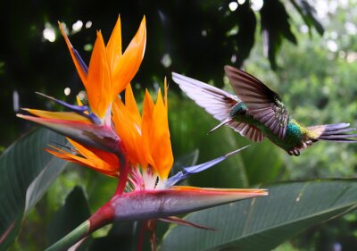 Papier peint  Voler Hummingbird une fleur Strelitzia