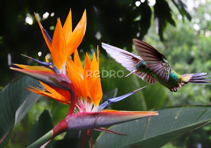 Papier peint  Voler Hummingbird une fleur Strelitzia
