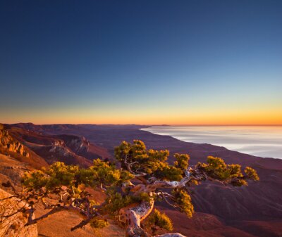 Vue aérienne de l'arbre survivant dans les montagnes et le lever du soleil au-dessus du