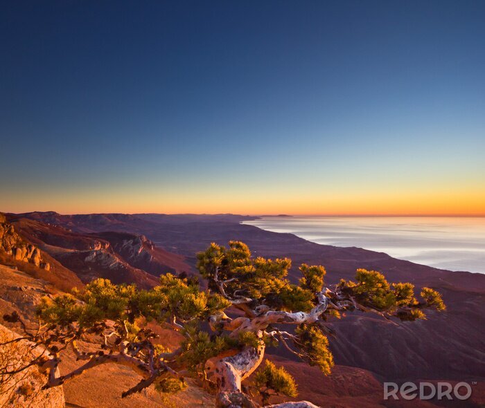 Papier peint  Vue aérienne de l'arbre survivant dans les montagnes et le lever du soleil au-dessus du
