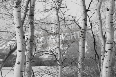 Papier peint  Vue d'hiver avec des bouleaux