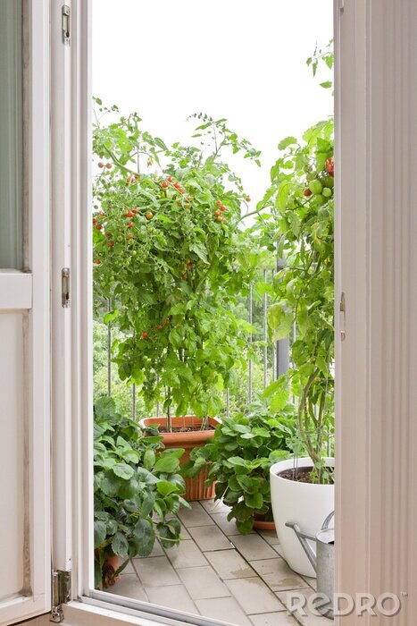 Papier peint  Vue de plants de tomates en pot sur un balcon
