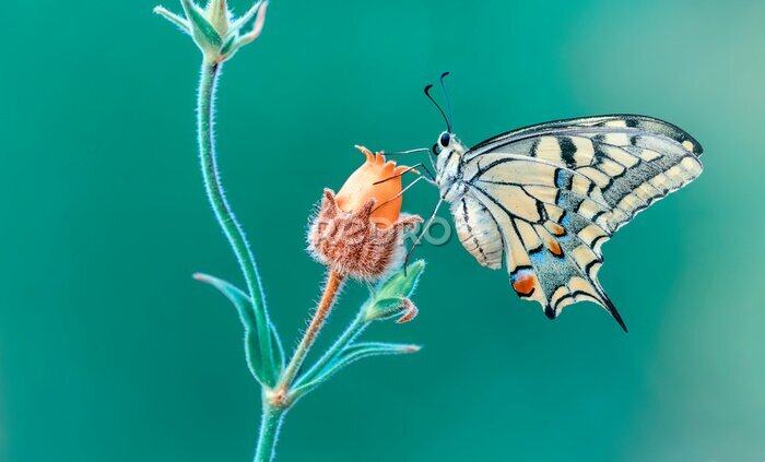 Papier peint  Vue macro d'un superbe papillon sur une fleur