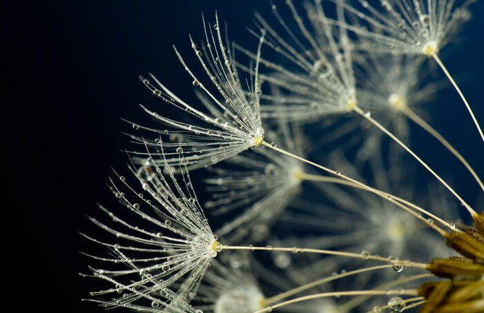 Papier peint  Vue sur les graines de pissenlit