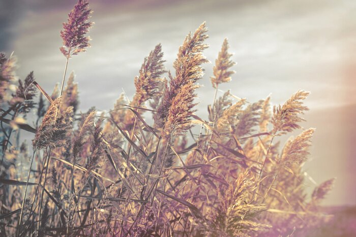 Papier peint  Vue sur les roseaux avant l'orage