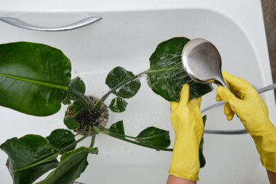 Papier peint  Washing plants in the home bathroom for cleaning from insects and garden pests. Treatment with water from the shower of a houseplant at home, gardening and plant treatment. Strelitzia nicolai