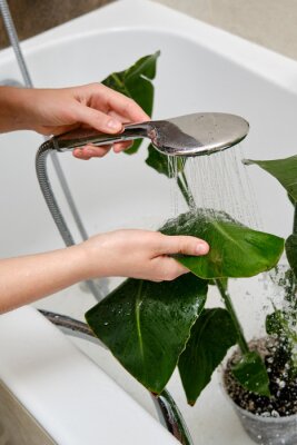 Papier peint  Washing plants in the home bathroom for cleaning from insects and garden pests. Treatment with water from the shower of a houseplant at home, gardening and plant treatment. Strelitzia nicolai