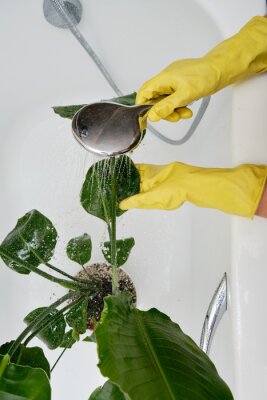 Papier peint  Washing plants in the home bathroom for cleaning from insects and garden pests. Treatment with water from the shower of a houseplant at home, gardening and plant treatment. Strelitzia nicolai