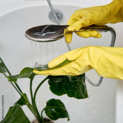 Papier peint  Washing plants in the home bathroom for cleaning from insects and garden pests. Treatment with water from the shower of a houseplant at home, gardening and plant treatment. Strelitzia nicolai