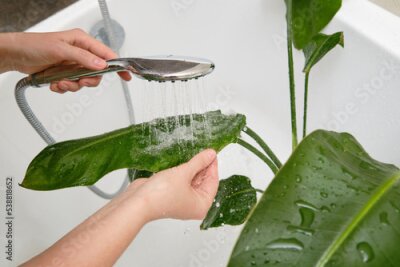 Papier peint  Washing plants in the home bathroom for cleaning from insects and garden pests. Treatment with water from the shower of a houseplant at home, gardening and plant treatment. Strelitzia nicolai