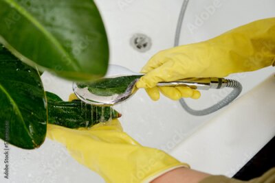 Papier peint  Washing plants in the home bathroom for cleaning from insects and garden pests. Treatment with water from the shower of a houseplant at home, gardening and plant treatment. Strelitzia nicolai