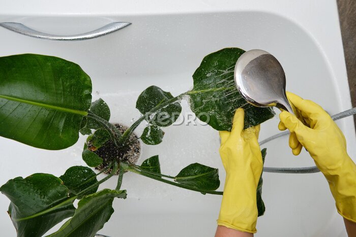 Papier peint  Washing plants in the home bathroom for cleaning from insects and garden pests. Treatment with water from the shower of a houseplant at home, gardening and plant treatment. Strelitzia nicolai