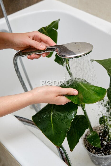 Papier peint  Washing plants in the home bathroom for cleaning from insects and garden pests. Treatment with water from the shower of a houseplant at home, gardening and plant treatment. Strelitzia nicolai