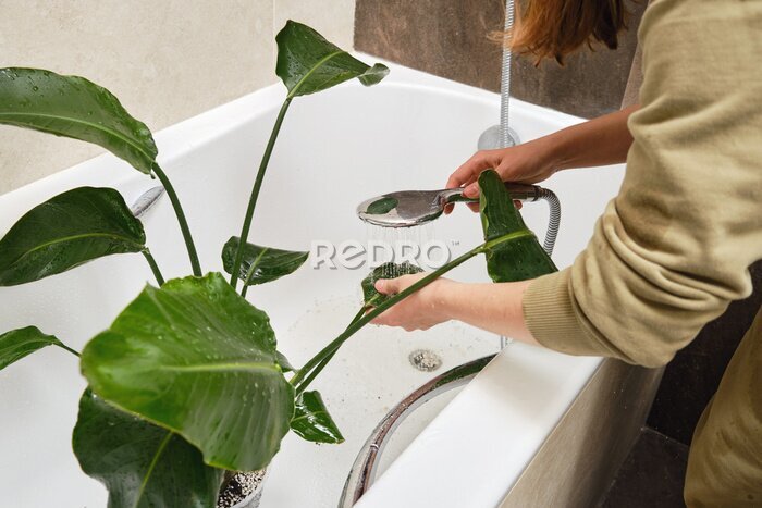 Papier peint  Washing plants in the home bathroom for cleaning from insects and garden pests. Treatment with water from the shower of a houseplant at home, gardening and plant treatment. Strelitzia nicolai