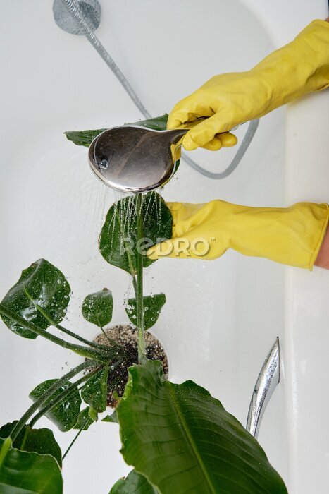 Papier peint  Washing plants in the home bathroom for cleaning from insects and garden pests. Treatment with water from the shower of a houseplant at home, gardening and plant treatment. Strelitzia nicolai