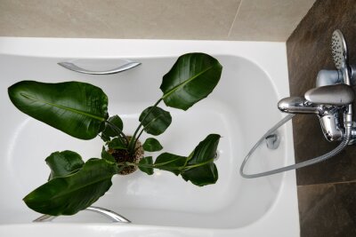 Papier peint  Washing plants in the home bathroom for cleaning from insects and garden pests. Treatment with water of a houseplant at home, gardening and plant treatment. Strelitzia nicolai