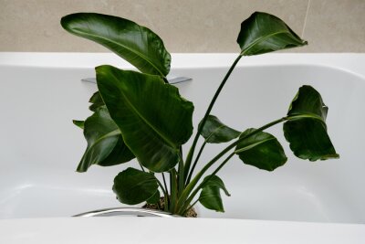Papier peint  Washing plants in the home bathroom for cleaning from insects and garden pests. Treatment with water of a houseplant at home, gardening and plant treatment. Strelitzia nicolai