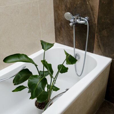Papier peint  Washing plants in the home bathroom for cleaning from insects and garden pests. Treatment with water of a houseplant at home, gardening and plant treatment. Strelitzia nicolai