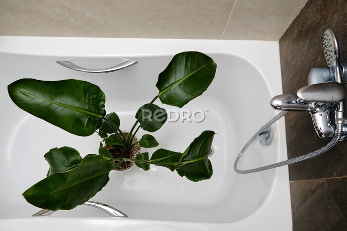 Papier peint  Washing plants in the home bathroom for cleaning from insects and garden pests. Treatment with water of a houseplant at home, gardening and plant treatment. Strelitzia nicolai