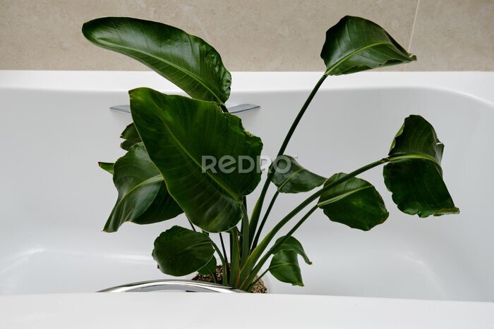 Papier peint  Washing plants in the home bathroom for cleaning from insects and garden pests. Treatment with water of a houseplant at home, gardening and plant treatment. Strelitzia nicolai