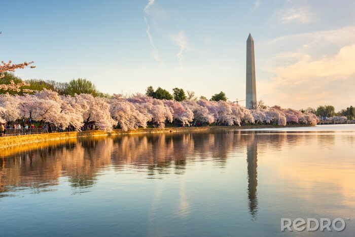 Papier peint  Washington DC, USA in Spring