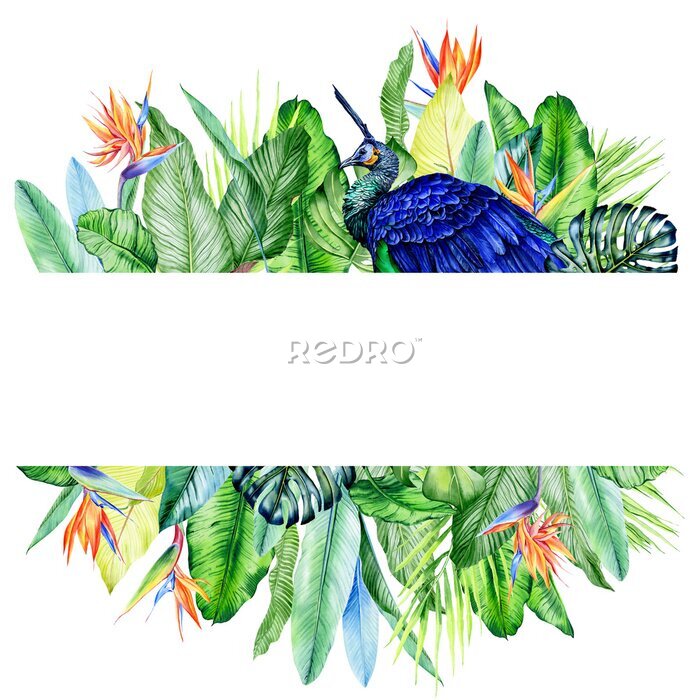 Papier peint  Watercolor arrangements with peackock andtropical plants, leaves and strelitzia flowers.  Greenery frames for tropical summer wedding. Great for cards, wedding invites, hawaii birthday and beach party