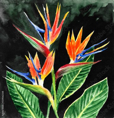 Papier peint  watercolor background with strelitzia