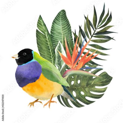 Papier peint  Watercolor Bird Gouldian Finch with leaves and strelitzia flower Hand Drawn illustration isolated on white background. tropical image for book. web, stickers, etc