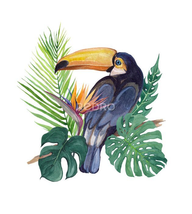 Papier peint  Watercolor bird Toucan in tropical leaves. Illustration with exotic bird and Strelitzia flower. Wild exotic nature and animals. Registration and design of postcards, invitations, prints.