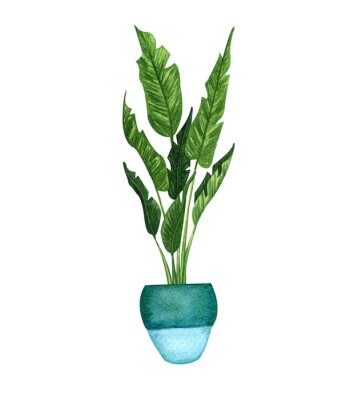 Papier peint  Watercolor botanical illustrations of potted houseplant. Strelitzia Plant in a pot isolated on white background.  Modern Boho plant.