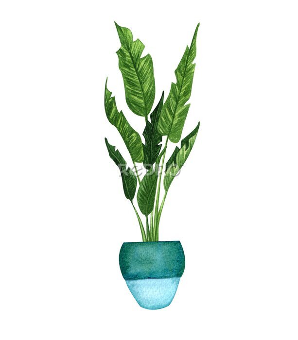 Papier peint  Watercolor botanical illustrations of potted houseplant. Strelitzia Plant in a pot isolated on white background.  Modern Boho plant.