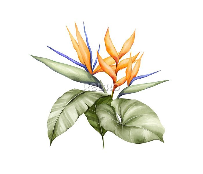 Papier peint  Watercolor bouquet with bright tropical leaves and flowers. Strelitzia, monstera leaf. Jungle floral arrangements. Hand-drawn botany set. Modern tropical isolated elements.