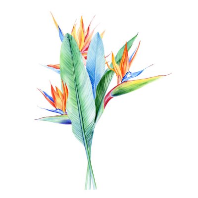Papier peint  Watercolor bouquets with tropical plants, leaves and strelitzia flowers. Great for valentines, wedding invites, hawaii birthday and beach party