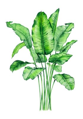 Papier peint  Watercolor bouquets with tropical plants, leaves and strelitzia flowers. Great for valentines, wedding invites, hawaii birthday and beach party