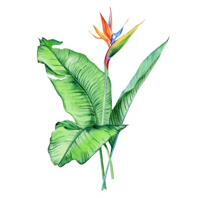 Papier peint  Watercolor bouquets with tropical plants, leaves and strelitzia flowers. Great for valentines, wedding invites, hawaii birthday and beach party