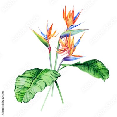 Papier peint  Watercolor bouquets with tropical plants, leaves and strelitzia flowers. Great for valentines, wedding invites, hawaii birthday and beach party