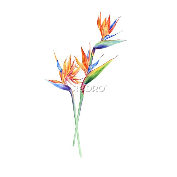 Papier peint  Watercolor bouquets with tropical plants, leaves and strelitzia flowers. Great for valentines, wedding invites, hawaii birthday and beach party