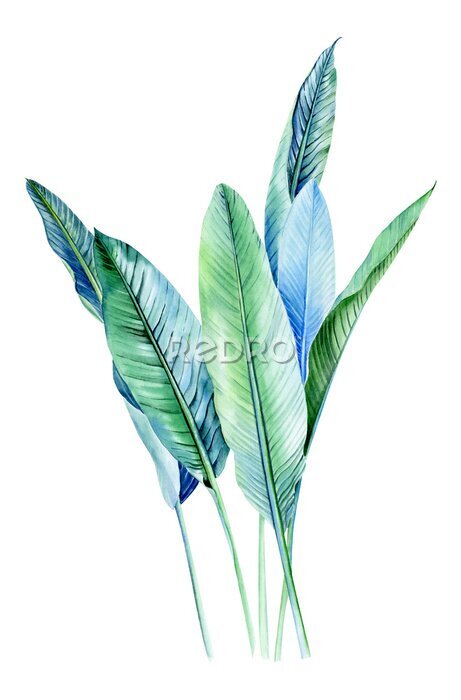 Papier peint  Watercolor bouquets with tropical plants, leaves and strelitzia flowers. Great for valentines, wedding invites, hawaii birthday and beach party